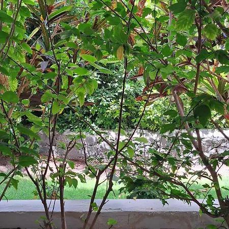 Appartement Casa Petri *