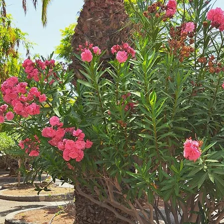 Casa Petri アパート パルム・マール