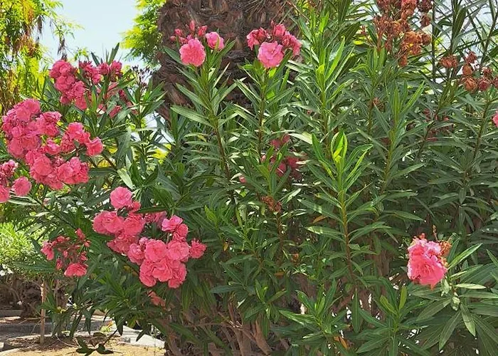 Casa Petri アパート パルム・マール